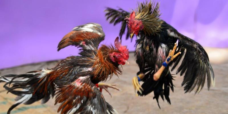 Trường Gà Savan Tại F8BET - Chơi Cá Cược An Toàn, Uy Tín 6 Thời gian thi đấu không giới hạn