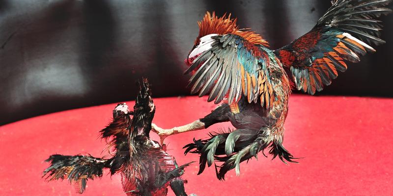 Trường Gà Savan Tại F8BET - Chơi Cá Cược An Toàn, Uy Tín 5 Trường gà savan - Điểm đến đỉnh cao, cá cược hấp dẫn